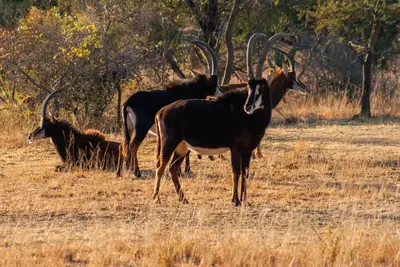 a group of antelopes standing in a field at Casa de la Presa 1 in Polokwane