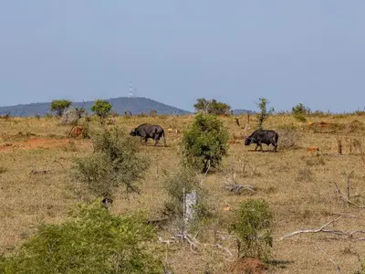 three rhinos grazing in a field of grass at Nare Bush Lodge in Marloth Park