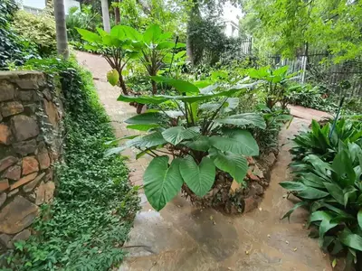 a garden with a bunch of green plants at Loerie's Nest in Pretoria