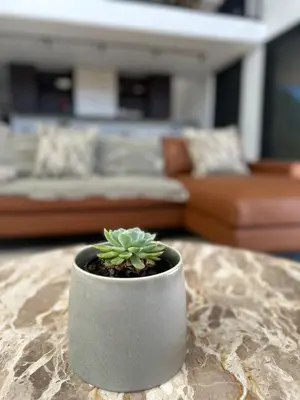 a small plant sitting on a table in a living room at Rattlesnake Weir in Dullstroom