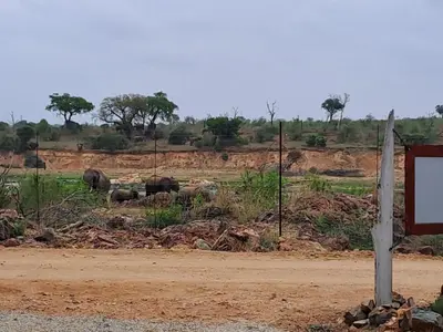 a group of elephants standing in a dirt field at Croc's Nest Bush Lodge in Marloth Park