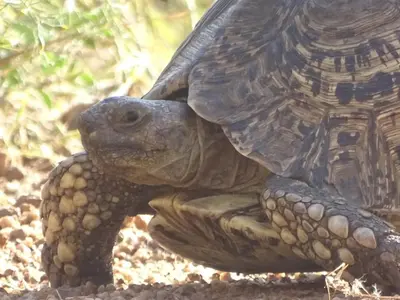 a tortoise is sitting on the ground at Mokaikai - The Great Buffalo in Mabula