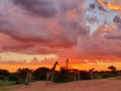 a group of giraffes standing on a dirt road at sunset at Mokaikai - The Great Buffalo in Mabula