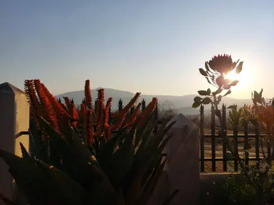 a cactus with the sun in the background at Graskop Cottage in Graskop