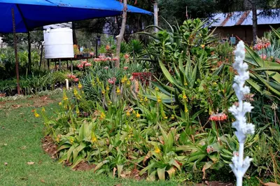 a garden with colorful flowers and an umbrella at The Seed Pod Guesthouse in Modimolle