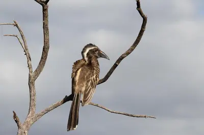 a bird perched on a tree branch at Romantic cabin in Big 5 Reserve in Dinokeng Game Reserve