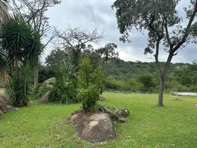 a small tree on a rock in a field at The Sanctuary- Self Catering Accommodation in Nelspruit