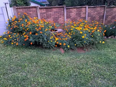 a bunch of flowers in a yard next to a fence at 15 Kameeldoring 2-bedroomed self-catering unit, Clubview in Centurion