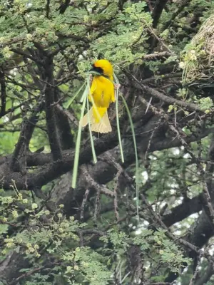 a yellow bird is sitting on a tree branch at Ada Selah in Bela-Bela
