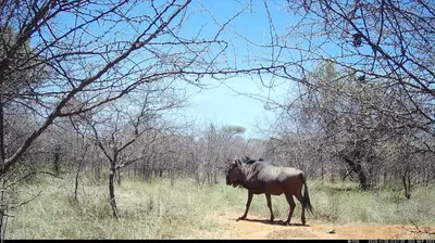 a horse standing in the middle of a field at Ada Selah in Bela-Bela