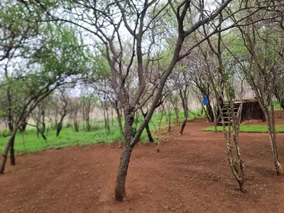 a tree lined dirt road with a cabin in the background at Ada Selah in Bela-Bela