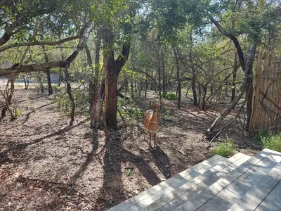 a cow standing in front of a tree at House Motswiri in Marloth Park