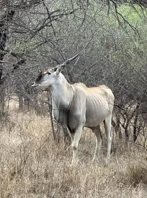 a animal standing in the grass in a field at Emintha Log House in Mmukubyane