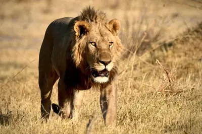 a lion walking through a field of tall grass at Thirty-Three Dinokeng Big 5 with a hot tub in Klipdrift