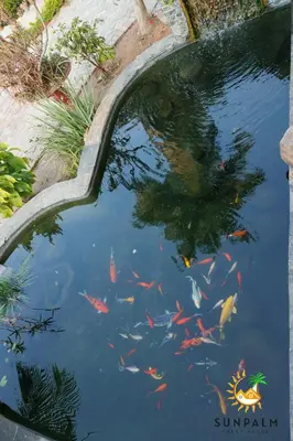 a pool of water with a bunch of fish in it at Sunpalm Guesthouse in Nelspruit