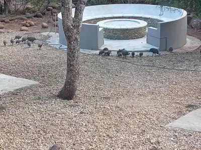 a group of birds standing around a bird bath at Ikigai4617 Villa in Marloth Park