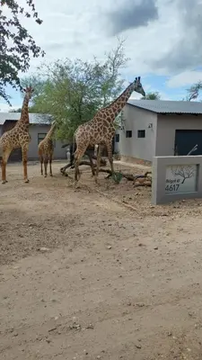 a group of giraffes standing in a dirt field at Ikigai4617 Villa in Marloth Park