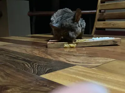 a rabbit eating food off of a table at Singwe Private Safari Lodge Kruger in Marloth Park