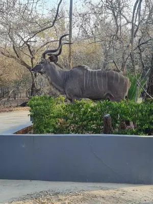 a large animal with long horns standing in a field at Singwe Private Safari Lodge Kruger in Marloth Park