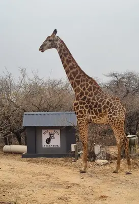 a giraffe standing in front of a building at Singwe Private Safari Lodge Kruger in Marloth Park