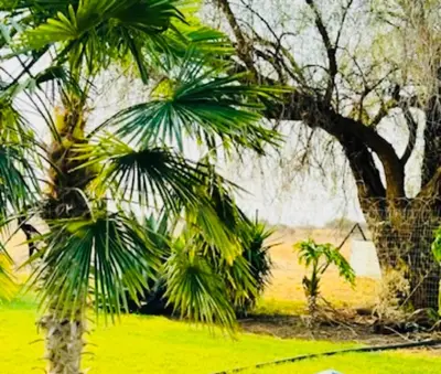 a painting of two palm trees in a field at Jobak Farm House in Bela-Bela