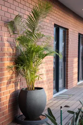 a large black pot with a plant in front of a brick wall at Kruger Living on Nyati in Malelane