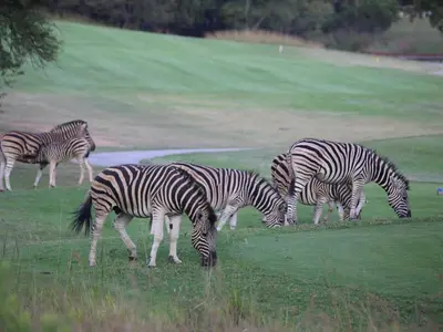 a group of zebras eating grass in a field at Fairview Manor in Modimolle