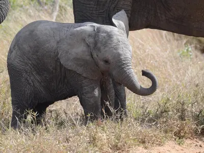 a baby elephant standing next to an adult elephant at Leopard's Bend Bush Lodge in Hoedspruit
