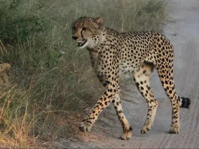 a cheetah walking down a road at Leopard's Bend Bush Lodge in Hoedspruit