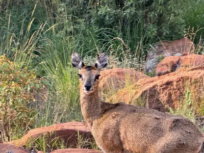 a deer standing in a field of tall grass at Mbekka Lodge, Mabalingwe in Moheme