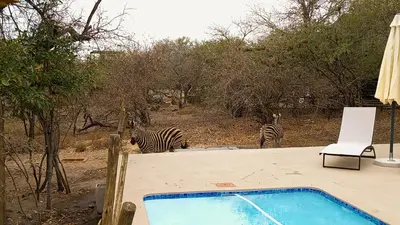 two zebras are standing next to a swimming pool at Longneck Luxury Bush Lodge in Marloth Park