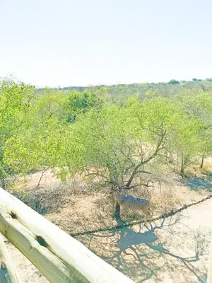 a zebra standing next to a wooden fence at Longneck Luxury Bush Lodge in Marloth Park