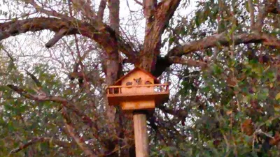 a bird house on a pole in front of a tree at Longneck Luxury Bush Lodge in Marloth Park