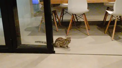 a cat sitting on the floor in front of a mirror at Longneck Luxury Bush Lodge in Marloth Park