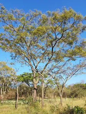 a tree in the middle of a field at Hardy-da Forest Cottage in White River