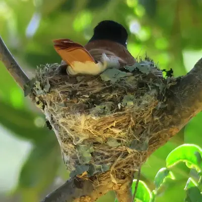 a bird sitting on top of a nest in a tree at Hardy-da Forest Cottage in White River