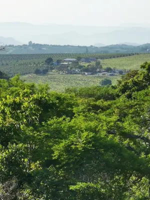 a view of a vineyard through the trees at Hardy-da Forest Cottage in White River