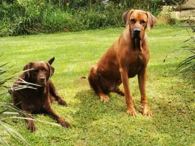 two dogs sitting in the grass in a yard at Hardy-da Forest Cottage in White River