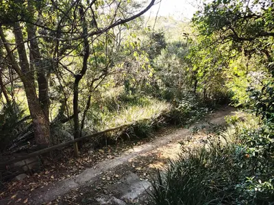 a dirt road in a forest with trees and grass at Hardy-da Forest Cottage in White River