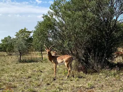 an antelope standing in a field next to a tree at Mokaikai - Leopards Leap - Moi Exclusive Luxury Villa in Mabula