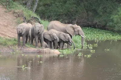 a herd of elephants standing next to a body of water at Simbini Sunset Cottage in Malelane
