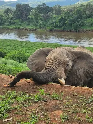 an elephant laying on the ground next to a river at Simbini Sunset Cottage in Malelane