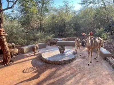 a group of animals standing around a fountain at The Hedgehog at Marloth Park in Marloth Park