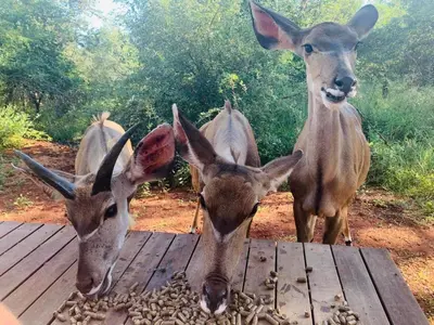 a group of gazelles eating food from a table at The Hedgehog at Marloth Park in Marloth Park