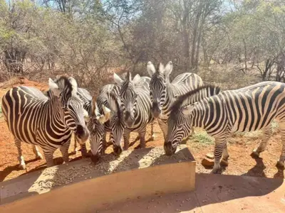 a group of zebras drinking from a water trough at The Hedgehog at Marloth Park in Marloth Park