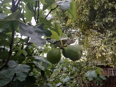 Gallery image of Ivy Cottage on Random Rocks Farm in Tonteldoos