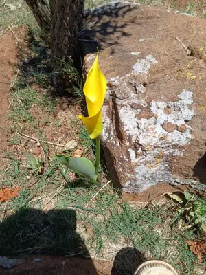 Gallery image of Ivy Cottage on Random Rocks Farm in Tonteldoos