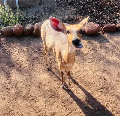 a small deer standing on a dirt road at Vivo Per Lei - Marloth Park in Marloth Park