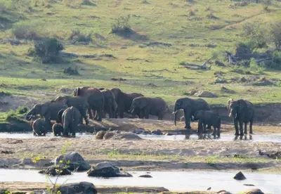 a herd of elephants standing in the water at Vivo Per Lei - Marloth Park in Marloth Park