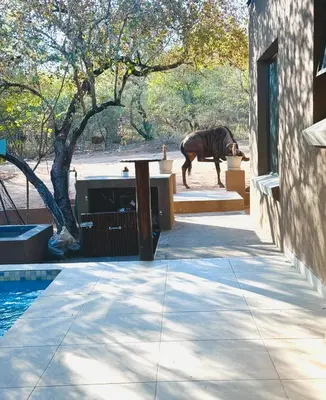 a horse standing on the steps of a house at Vivo Per Lei - Marloth Park in Marloth Park